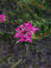 Pimelea ferruginea
