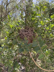 Celtis pallida