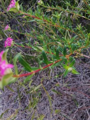 Pimelea ferruginea
