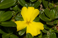 Hibbertia cuneiformis
