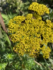 Patrinia scabiosifolia