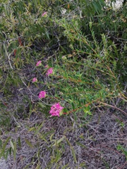 Pimelea ferruginea