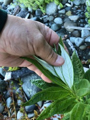 Artemisia suksdorfii