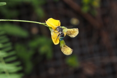 Sesbania cannabina