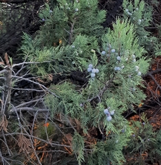 Juniperus excelsa