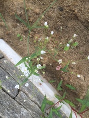 Gypsophila elegans
