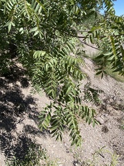 Juglans major