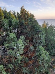 Juniperus excelsa
