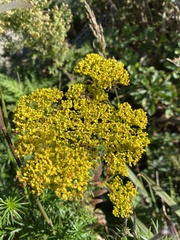 Patrinia scabiosifolia