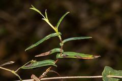 Hibbertia cunninghamii