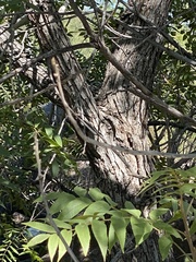 Juglans major