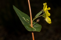 Hibbertia cunninghamii