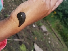 Placobdella papillifera