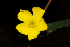Hibbertia cunninghamii