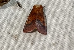 Pyrrhia aurantiago