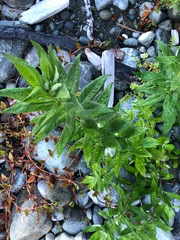 Artemisia suksdorfii