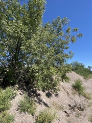 Juglans major