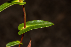Hibbertia cunninghamii