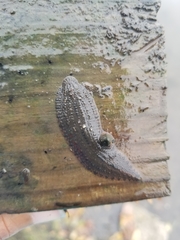 Placobdella papillifera