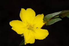 Hibbertia cunninghamii
