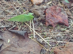 Amblycorypha oblongifolia