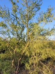 Parkinsonia texana
