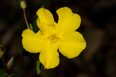 Hibbertia cunninghamii