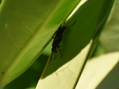 Pompiloidea