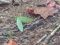 Amblycorypha oblongifolia