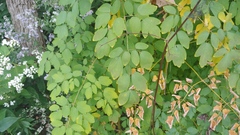 Thalictrum dasycarpum