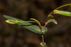 Hibbertia cunninghamii