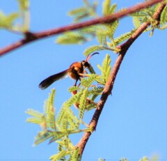 Eumenes bollii