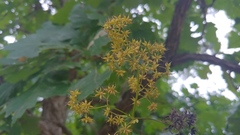 Thalictrum dasycarpum