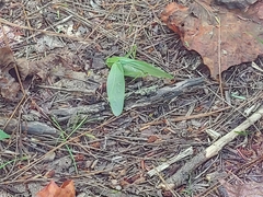 Amblycorypha oblongifolia