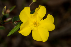 Hibbertia cunninghamii