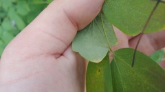 Thalictrum dasycarpum