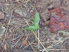 Amblycorypha oblongifolia