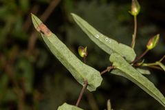 Hibbertia cunninghamii