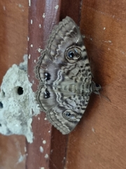 Speiredonia spectans