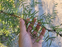 Parkinsonia texana