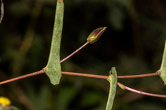 Hibbertia cunninghamii
