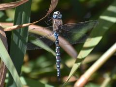 Rhionaeschna californica