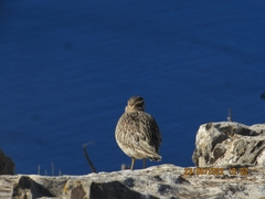 Charadrius morinellus