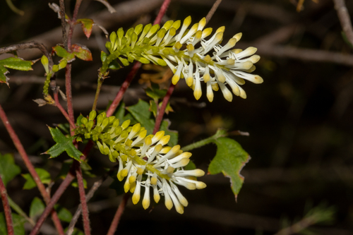 Beautiful Grevillea (Grevillea pulchella)