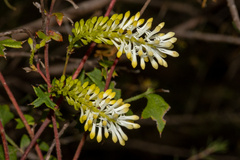 Grevillea pulchella