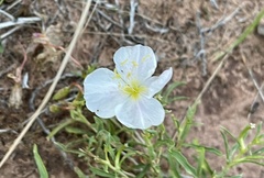 Oenothera pallida