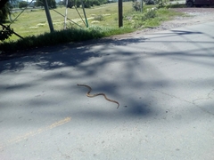 Pituophis deppei