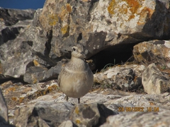 Charadrius morinellus