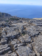 Charadrius morinellus