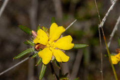 Hibbertia depressa